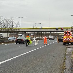 LABUD IZAZVAO POTPUNI HAOS NA AUTO-PUTU, JEDVA GA SKLONILI: "Mislili smo da je reč o karnevalu"