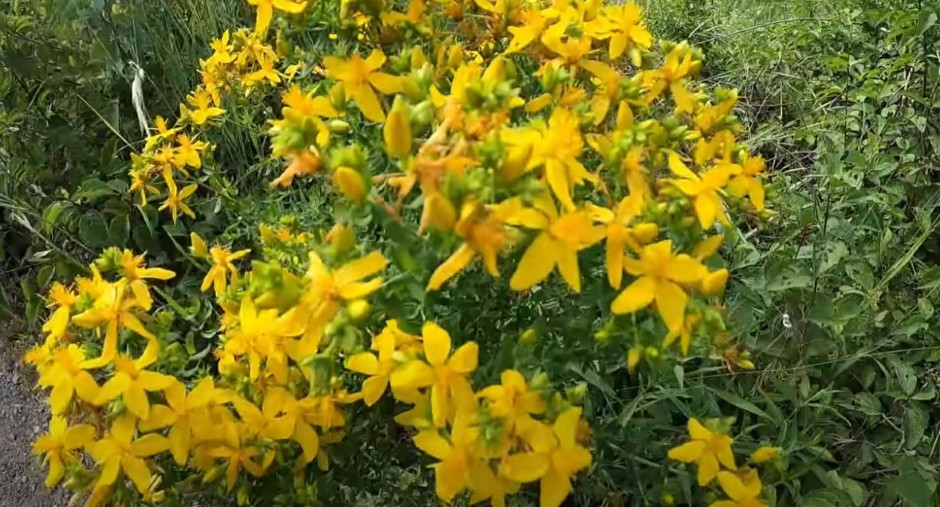 PRIRODNI LEK ZA MENTALNO ZDRAVLJE I KOŽU Kantarion i njegovi benefiti!