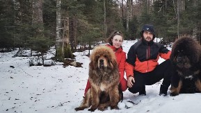 OD LJUBAVI DO PROFITA: Bračni par Arsić pokrenuo uzgoj tibetskih mastifa u Srbiji – cena šteneta od 1.500 evra