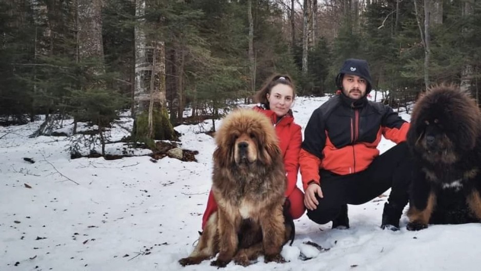 OD LJUBAVI DO PROFITA: Bračni par Arsić pokrenuo uzgoj tibetskih mastifa u Srbiji – cena šteneta od 1.500 evra