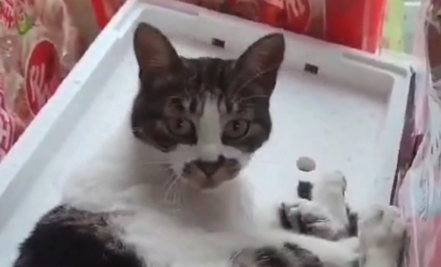 PRAVI TRILER Potraga za čuvenim mačkom