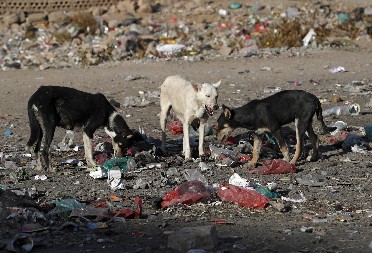 STRAVIČAN INCIDENT U ŽARKOVU! Psi izujedali ženu, krv na sve strane