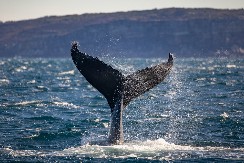 VIC DANA Mujo ulovi zlatnog kita i kit mu kaže...