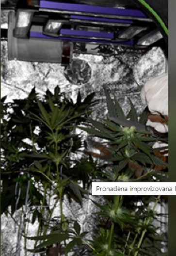 ODAO IH RAČUN ZA STRUJU Srbi osuđeni zbog gajenja marihuane i krađe