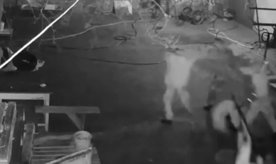 UKRAJINKA SAČMARICOM SPASILA MUŽA! Nije dala da ga odvedu (VIDEO)