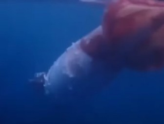 IZ MRAKA IZRONILO LJIGAVO MORSKO STVORENJE Snimak susreta sa monstrumom od 2 i po metra ledi krv u žilama! (VIDEO)