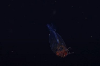 PRVI PUT SNIMLJENA! Ovo morsko stvorenje mnogi vole da jedu, mladunče se pojavilo pred kamerom (VIDEO)