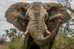 POSLE 30 GODINA U ZOO VRTU SLONICA VRAĆENA U PRAŠUMU Ovo je prva stvar koju je uradila nakon preseljenja