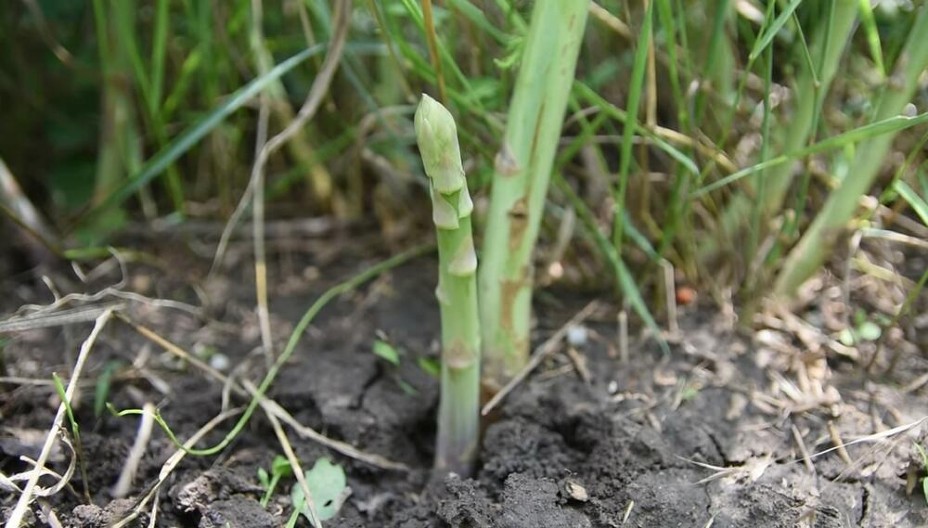 Nemci za ovaj posao plaćaju 3.000 evra, a ne mogu da nađu nikog!