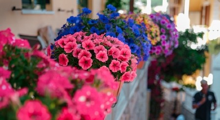 CVEĆE NA BALKONU ĆE "BUJATI KAO LUDO" Svake dve nedelje dodajte u zemlju ovaj jeftin sastojak i pratite...