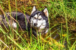 NIJE PROMAŠIO NIJEDNU BARU U ŠETNJI Ljudi na mrežama plaču od smeha