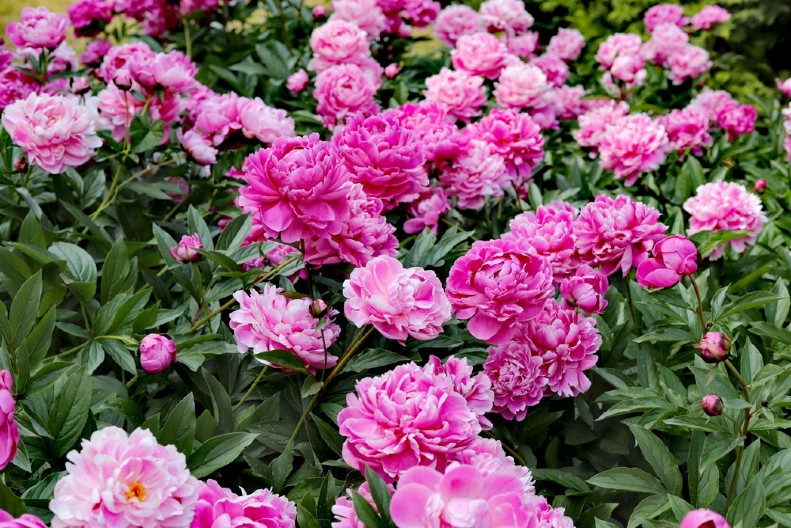 PRELEPI MAJSKI CVET DONOSI SREĆU ONOME KO GA POSADI Mlade ga često nose na venčanju jer ima snažnu simboliku