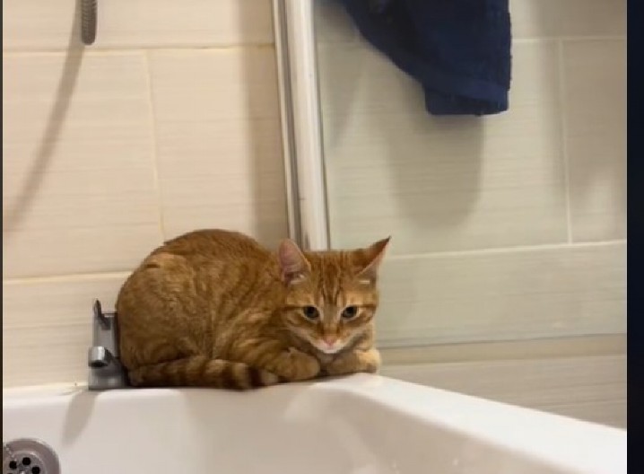 PRESLATKO Mačka obožava kupatilo, a njena vlasnica joj je priredila posebno iznenađenje