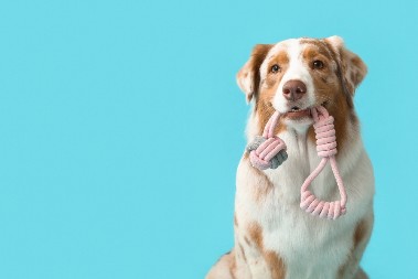 VLASNIK PRONAŠAO ODBEGLOG PSA Pogledajte kako je reagovao kad ga je ugledao - video je pravi hit