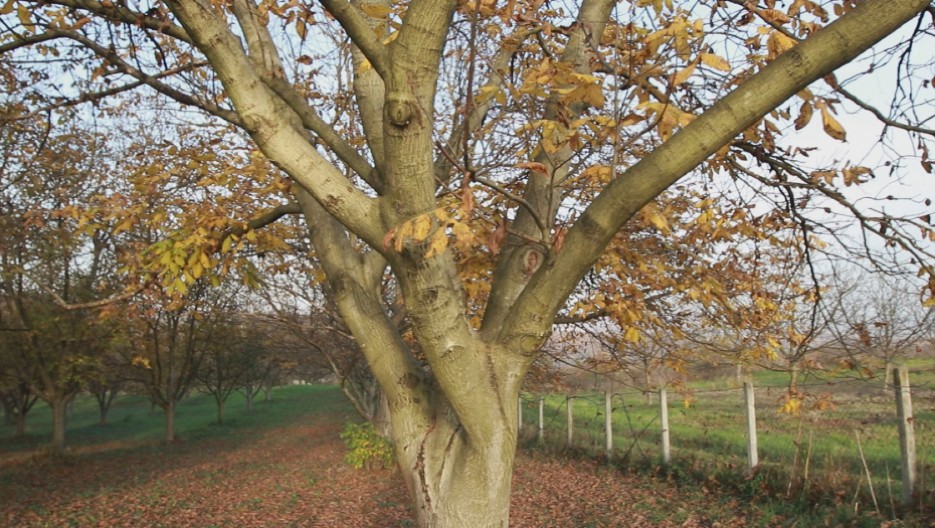 DRVO KOJE MNOGI SRBI IMAJU U DVORIŠTU NE TREBA DA BUDE UZ DOMAĆINSTVO Ne sadite ga blizu kuće, izuzetno je otrovno!