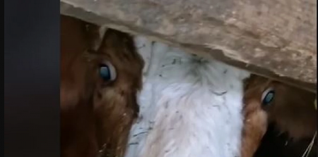 OTKRIVEN UŽAS U KLANICI U ALEKSANDROVCU: Ministar nakon prijave odmah poslao inspekciju na teren (FOTO)