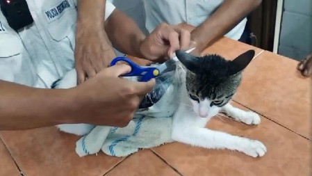 MAČKA KRENULA SA DROGOM U ZATVOR, UHVATILA JE POLICIJA: Pogledajte gde je nosila krek i marihuanu (VIDEO)