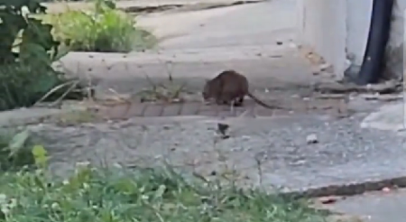 OGROMNI GLODARI PREPLAVILI GRAD Grizu šta stignu i šire zarazu! Haos u centru Sarajeva (VIDEO)