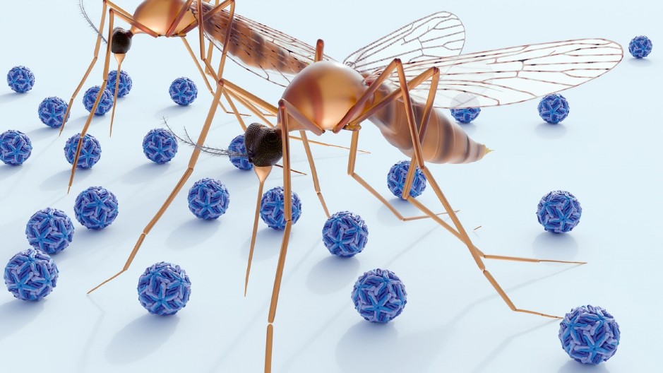 STRAH OD KOMARACA U SRBIJI KAO NIKAD PRE Otkrivena nova, opasna vrsta, evo kako da zaštitite porodicu