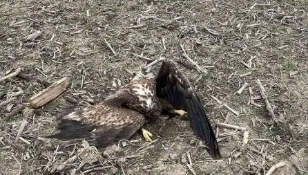 ODRALI GA Kažnjen 100.000 evra zbog ubijenog orla