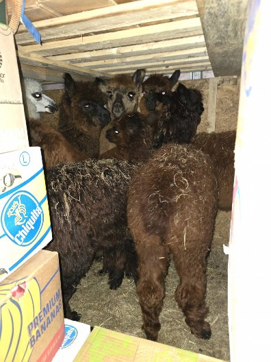 KRIJUMČARIMA ŽIVOTINJA NIŠTA NIJE STRANO! Na Horgošu zaplenjen kavez sa 22 ptice pevačice i ČAK SEDAM LAMA!