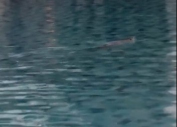 SNIMALA HOTELSKI BAZEN, KAD JE VIDELA ŠTA PLIVA KA NJOJ OSTALA U ŠOKU! "Pobegle smo u sobu i počele da se pakujemo" (VIDEO)