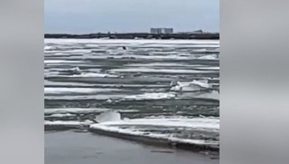 SPAŠENA KERUŠA KOJA IMA SEDAM ŠTENACA Životinja plutala na santi leda, a onda su dobri ljudi krenuli u akciju