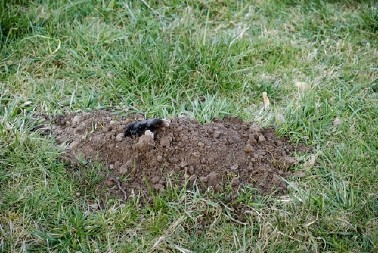 KAKO OTERATI KRTICE  Posadite ovo povrće u bašti i gledajte kako će se razbežati