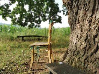 DA LI DRVO IZ TIJANJA IMA ISCELITELJSKU MOĆ? Migrena nestaje, a narod dolazi u kolonama!