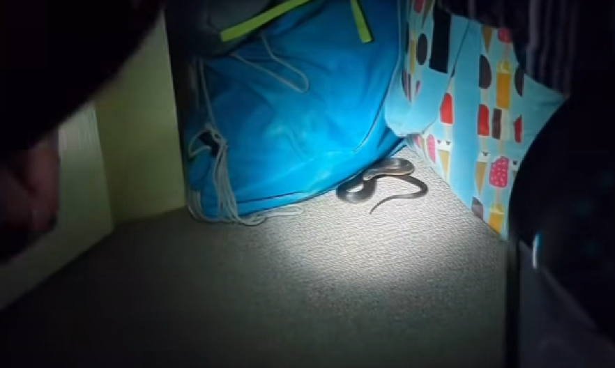 JEZIVA SCENA! OTROVNA ZMIJA VREBALA U ORAMANU Čovek je uhvatio za rep, a onda... (VIDEO)