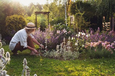 NE ČUPAJTE KOROV Ove vrste pomažu biljkama da budu lepše i jače, dobro ih je imati u bašti