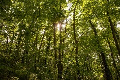 ŠUME GORE OD VRUĆINE Lovci dobili upozorenje - obustavite ovo odmah