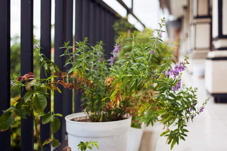 AKO SU VAM BILJKE PROPALE DOK STE BILI NA ODMORU, NE OČAJAVAJTE Ima nade za njih - stručnjaci savetuju kako da ih vratite u život
