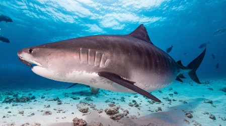 "RANE SU BILE KAO IZ HOROR FILMA" Ajkula zgrabila dečaka (7) pred drugarima: Odgrizla mu nogu i teško povredila ruke!