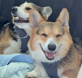 SA NJIMA U KOLIMA JE BAŠ ZABAVNO  Pogledajte šta sve rade dok se voze - ljudi na mrežama plaču od smeha