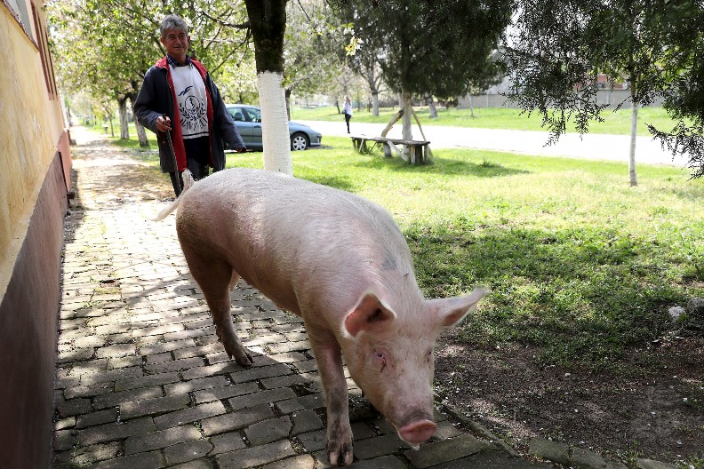 KRMAČA NASRNULA NA VLASNIKA I ODGRIZLA MU TESTIS Stravičan napad u Aleksincu ledi krv u žilama!