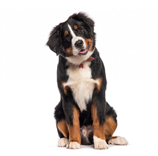 KAKVA RADOST Pogledajte kako izgleda kad se rođaci sretnu - njihovoj sreći nema kraja