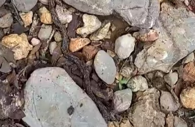 PRIZOR KOJI LEDI KRV U ŽILAMA Mislio je da gleda u koren drveta, a onda je video da se pomera, izmilela jeziva stvorenja! (VIDEO)