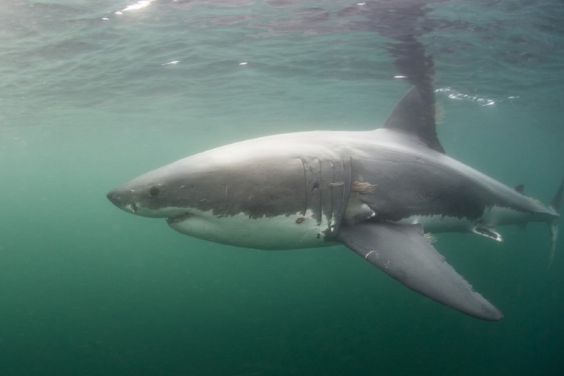 OVAKVU AJKULU JOŠ NISTE VIDELI Zapanjila je i naučnike  - evo zbog čega