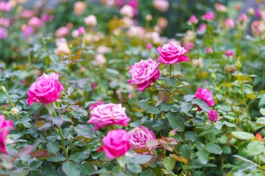 AKO VENU I GUBE ŽIVOT, TREBA IM OVO Razmutite ovo sa vodom i poprskajte ih, ruže će se dići momentalno, imate tu namirnicu u frižideru 100%