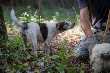 IMATE JE MOŽDA U DVORIŠTU, A NE ZNATE Košta 8000 evra i pravo je bogastvo za mozak i telo