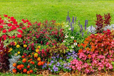OVO CVEĆE SE SADI U SEPTEMBRU Početkom proleća imaćete raskošno šaranilo u bašti