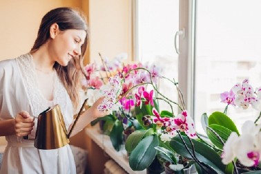 TRIK ZA NEGU ORHIDEJE Evo šta da dodate umesto vode da ponovo cveta