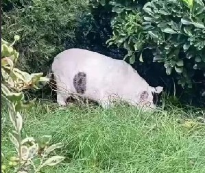 OPTIČKA ILUZIJA KOJA JE IZLUDELA SVET Nije prase, samo genijalci mogu za 10 sekundi da reše ovu zagonetku