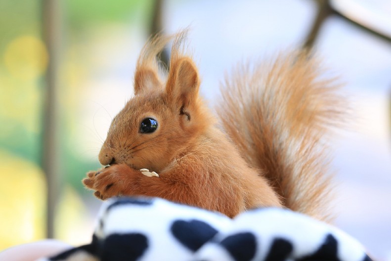 VEVERICA POLUDELA, PA POČELA DA NAPADA LJUDE U MALOM GRADU Meštani u panici, ne smeju da izađu na ulicu - ozbiljno je povredila dvoje niih