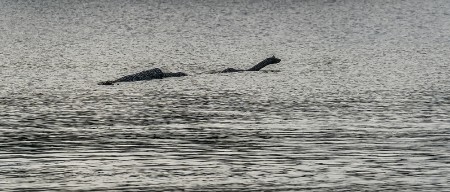 ČUDOVIŠTE IZ LOH NESA ISPLIVALO NA POVRŠINU Čovek je drhtavom rukom snimio ovo stvorenje - "Siguran sam da je to to"