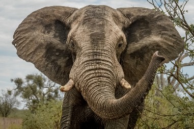 RAZJARENI SLON SMRSKAO POSLANIKA: Automobil uništen, ima teško povređenih!