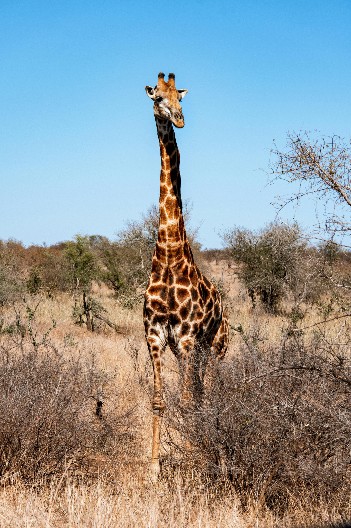 POGLEDAJTE KAKO IZGLEDA PRVI DAN ŽIVOTA MALE ŽIRAFE U ZOO VRTU Mama je ne ispušta iz vida, a noge joj se tresu kao prut