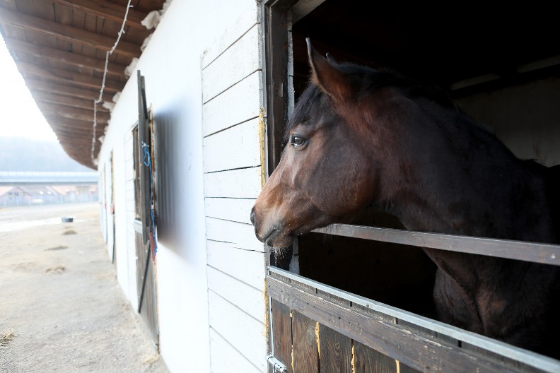 VOZAČ KOMBIJA USMRTIO KONJA Stravična nesreća kod Kikinde