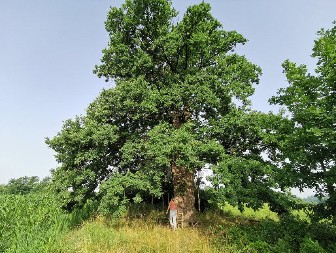 Zapis – sveto drvo koje čuva selo pred zimu